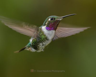 WHITE-BELLIED WOODSTAR