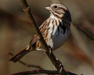SONG SPARROW
