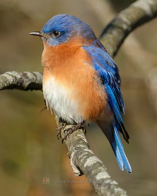 EASTERN BLUEBIRD