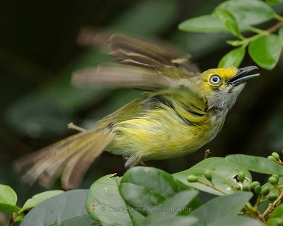 WHITE-EYED VIREO