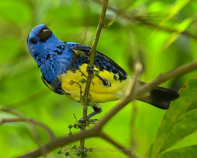 TURQUOISE TANAGER