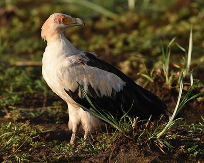 PALM-NUT VULTURE