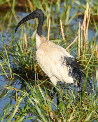 AFRICAN SACRED IBIS