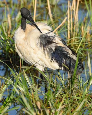 AFRICAN SACRED IBIS