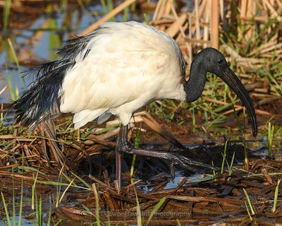 AFRICAN SACRED IBIS