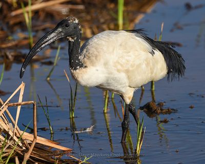 AFRICAN SACRED IBIS