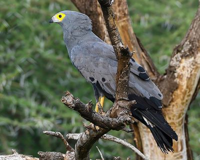 AFRICAN HARRIER-HAWK