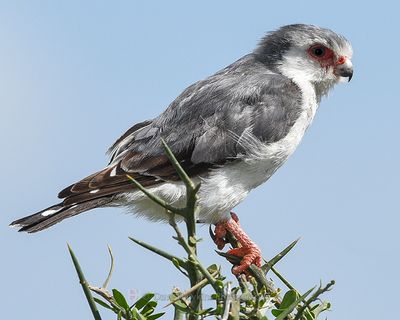 PYGMY FALCON