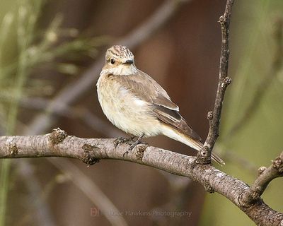 SPOTTED FLYCATCHER