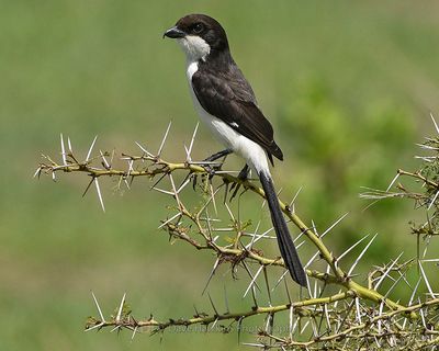 LONG-TAILED FISCAL