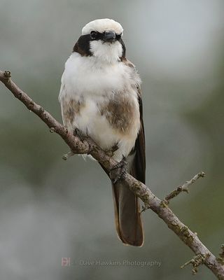SOUTHERN WHITE-CROWNED SHRIKE