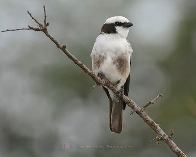 SOUTHERN WHITE-CROWNED SHRIKE