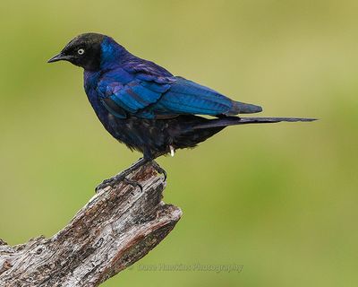 RUPPELL'S STARLING