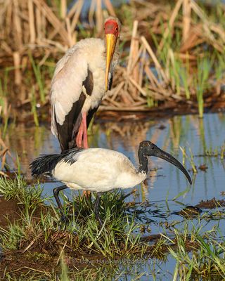 AFRICAN SACRED IBIS