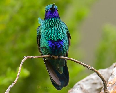 SPARKLING VIOLETEAR