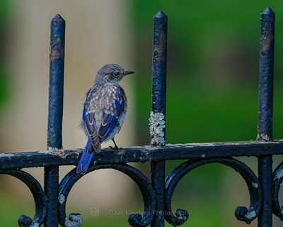 EASTERN BLUEBIRD