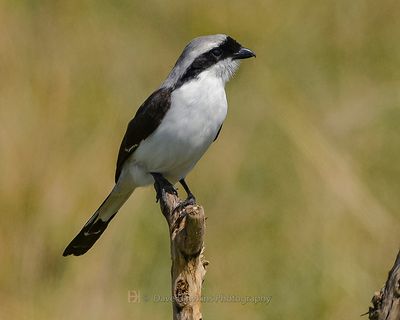 GREY-BACKED FISCAL