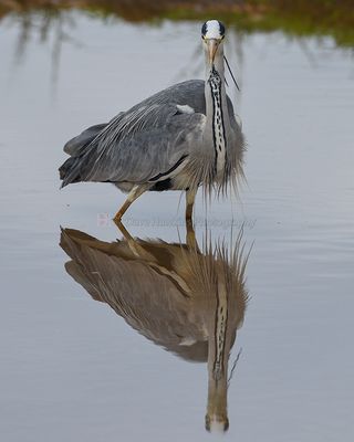 GREY HERON