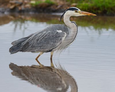 GREY HERON