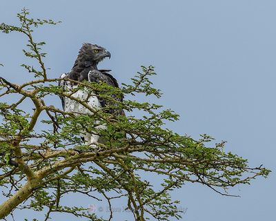 MARTIAL EAGLE