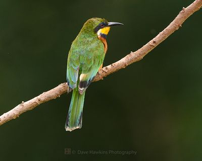 CINNAMON-CHESTED BEE-EATER