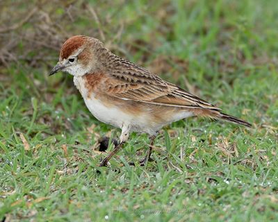 RED-CAPPED LARK