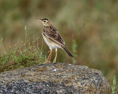 PADDYFIELD PIPIT