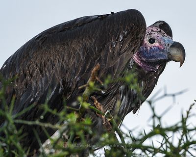 LAPPET-FACED VULTURE