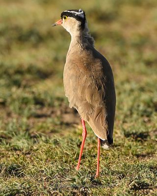 CROWNED LAPWING
