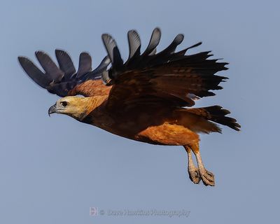 BLACK-COLLARED HAWK