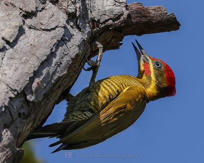 GOLDEN-OLIVE WOODPECKER