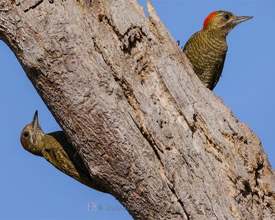 LITTLE WOODPECKER