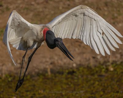 JABIRU