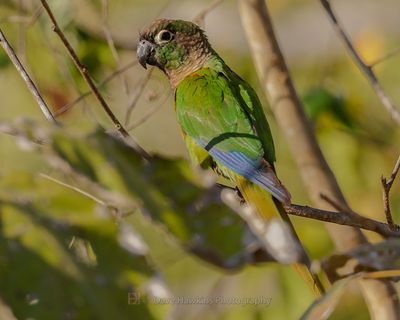GREEN-CHEEKED PARAKEET