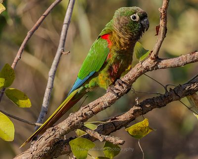 GREEN-CHEEKED PARAKEET