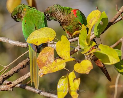 GREEN-CHEEKED PARAKEET
