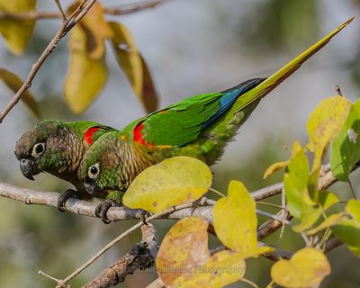 GREEN-CHEEKED PARAKEET