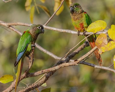 GREEN-CHEEKED PARAKEET