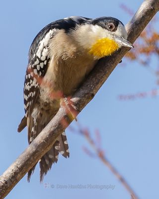 WHITE-FRONTED WOODPECKER