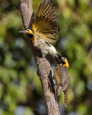 CAMPO FLICKER