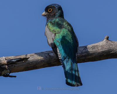 BLUE-CROWNED TROGON ♂