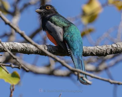 BLUE-CROWNED TROGON ♂