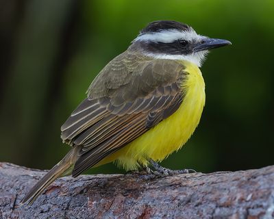 LESSER KISKADEE