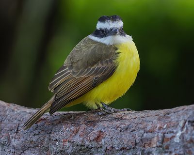 LESSER KISKADEE