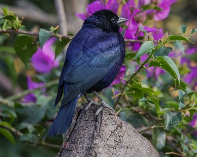SHINY COWBIRD