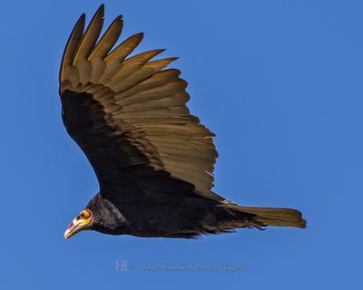 LESSER YELLOW-HEADED VULTURE