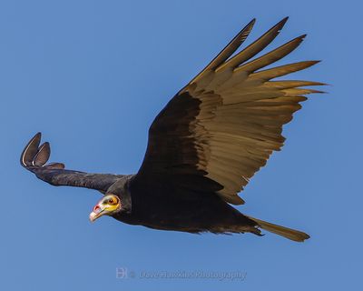 LESSER YELLOW-HEADED VULTURE