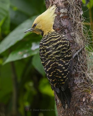 BLOND-CRESTED WOODPECKER