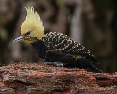 BLOND-CRESTED WOODPECKER