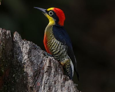 YELLOW-FRONTED WOODPECKER
